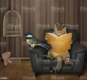 Create meme: cat with a book, the domestic cat, cat