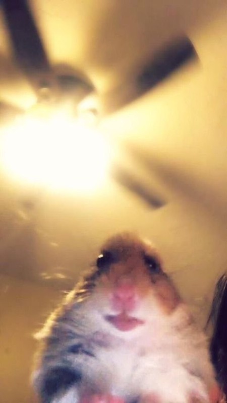 Create meme: hamster selfie, the hamster looks at the camera, hamster funny