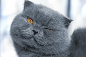 Create meme: British Shorthair, gray cat, cat Briton gray