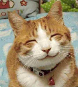 Create meme: smiling animals, smile cat, cat