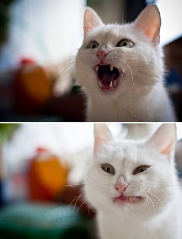 Create meme: the cat from memes, cats emotions memes, cat aaaaa