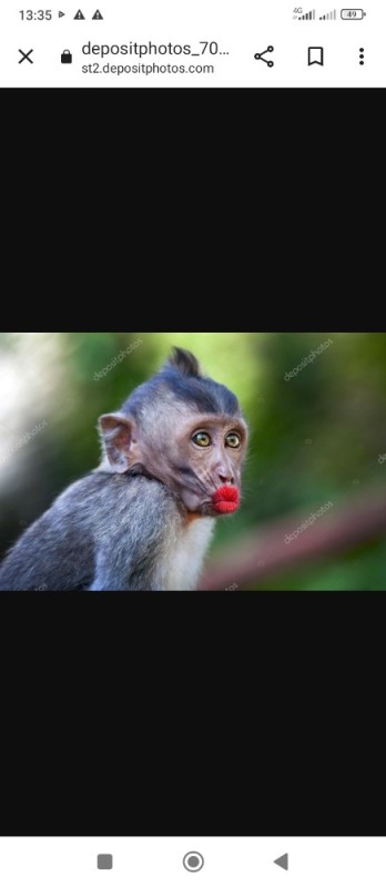 Create meme: a monkey with painted lips, monkey with red lips, naughty monkey