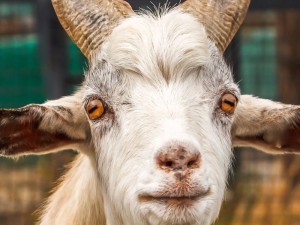 Create meme: goat animal, goat, goat