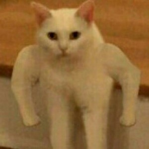 Create meme: cat, meme white cat with hands, meme Polyot