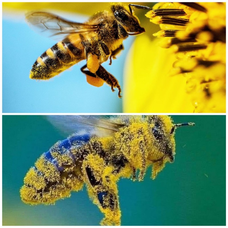 Create meme: bee , apis bee, bumblebee bee