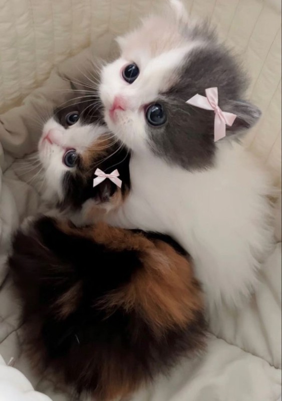 Create meme: cat , cats kittens, adorable kittens