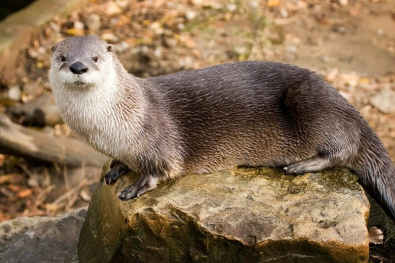 Create meme: otter river, otter , Beschetnyi otter