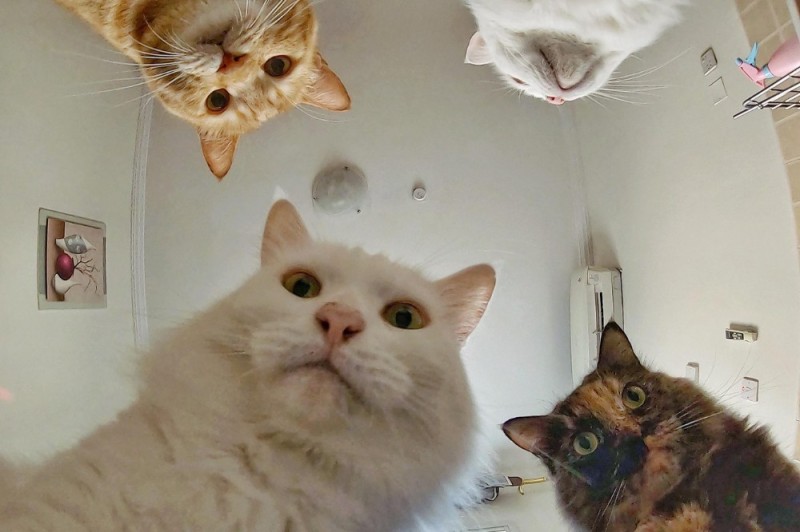Create meme: cat , meme cat , memes with natasha and cats