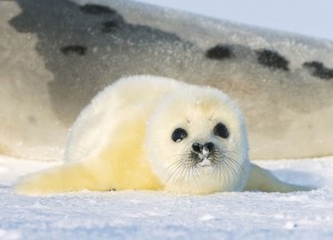 Создать мем: белек нерпы, гренландский тюлень самец, морской котик белек