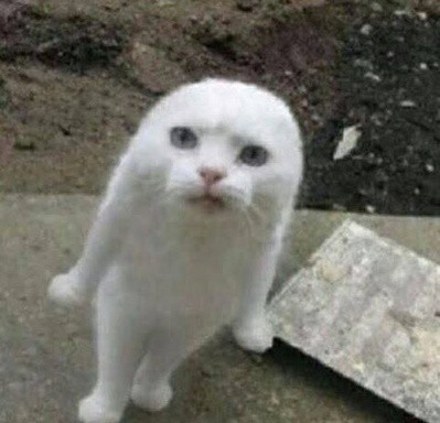 Создать мем: найден кот вислоухий белый, шотландская вислоухая кошка, кот