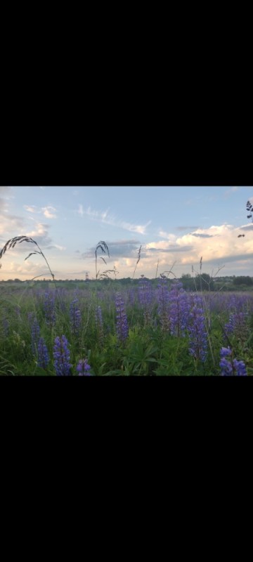 Create meme: field with lupines, lupin flower, lupin lugovoy