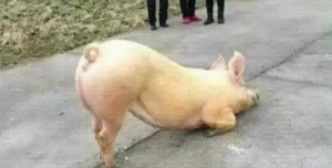 Создать мем: pig, мем свинья, Свинья молится