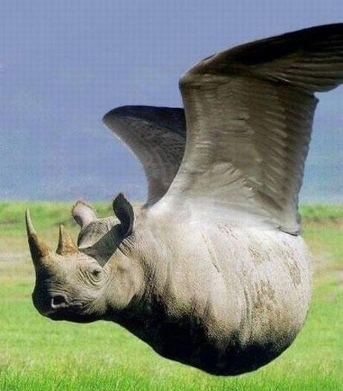 Create meme: rhinoceros bird, Rhino , white Rhino