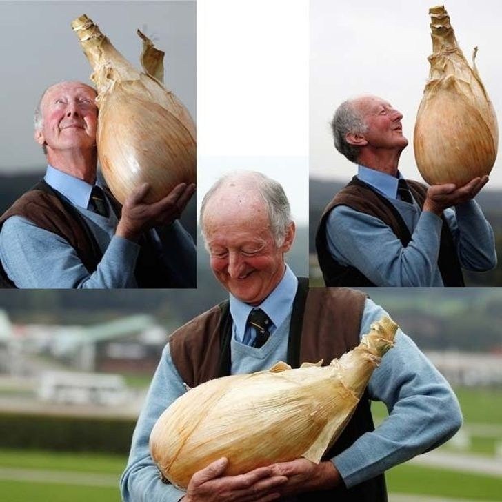 Создать мем: огромная луковица, здоровая луковица, луковица