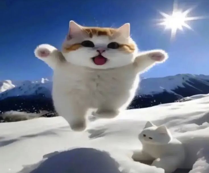 Create meme: cat , snow cat, seals 