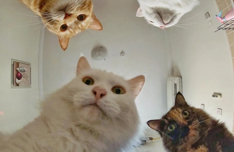Create meme: meme with cats, cat , memes 