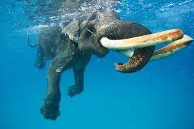 Create meme: elephants swim, mikhail korostelev national geographic., the elephant is swimming