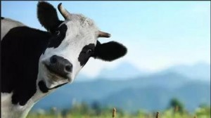 Create meme: vrh, milk, cow