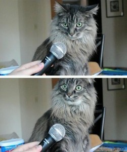 Создать мем: кот с микрофоном, комикс кот, а вы знали что