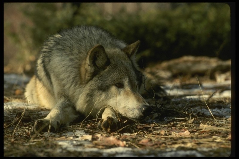 Create meme: The wolf is sleeping, grey wolf , wolf wild