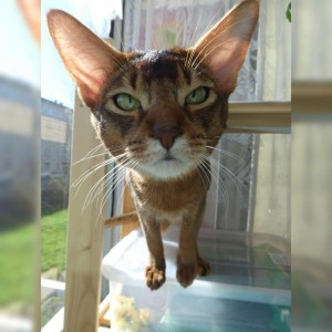 Create meme: cat, Abyssinian cat, cat