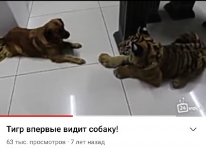 Создать мем: тигр и собака мем, тигр первый раз видит собаку, собака впервые видит тигра