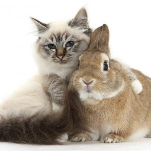 Создать мем: магниты кот , кролики, кролик животное, кот и заяц