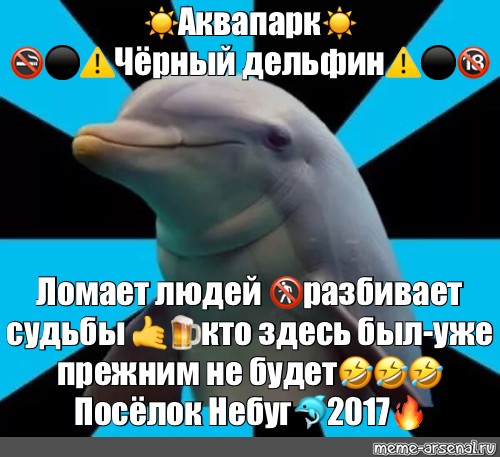 Черный дельфин на карте. Черный Дельфин. Мемы про дельфинов. Черный Дельфин Мем. Дельфины мемы.