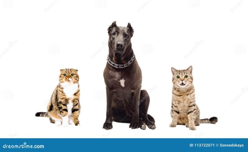 Create meme: dog cat , cat dog, dog white background