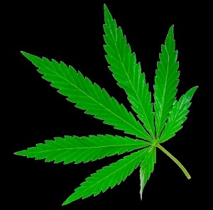Create meme: leaf, hemp, marijuana photo