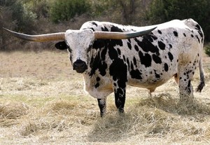 Создать мем: пегий бык, техасский лонгхорн, теленок, cattle