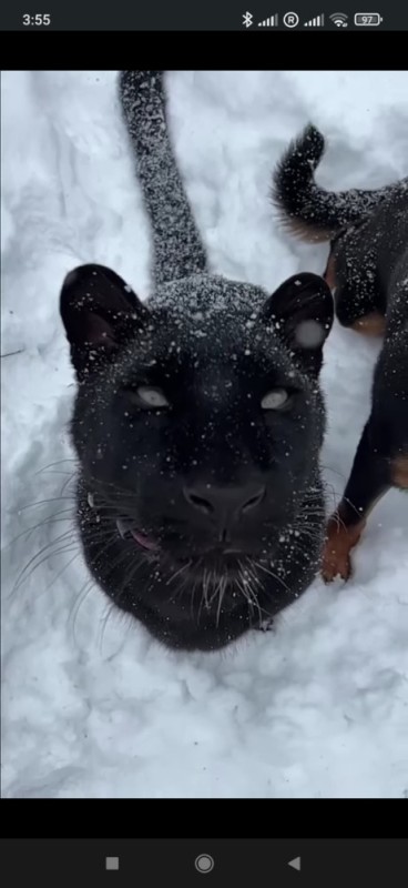 Create meme: Panther moon, Panthers, black cat in the snow