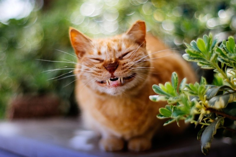 Create meme: happy cat, the ginger cat laughs, the ginger cat yawns