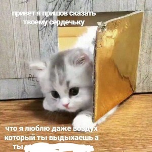 Create meme: kitties, cats are cute, Cat