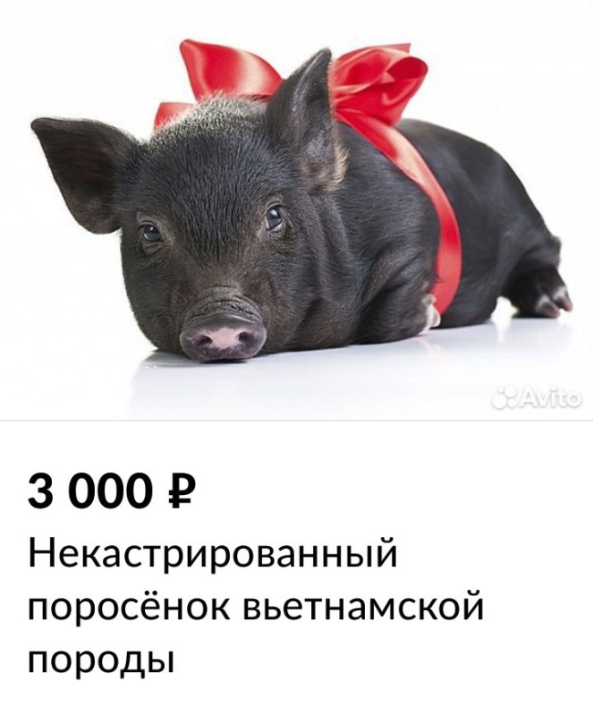 Create meme: Vietnamese pigs, pig with a bow, black piglet with a bow