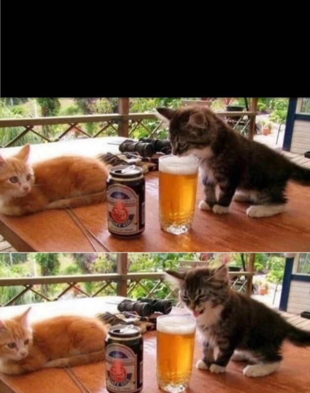 Create meme: funny animals , cat with beer, lolcats