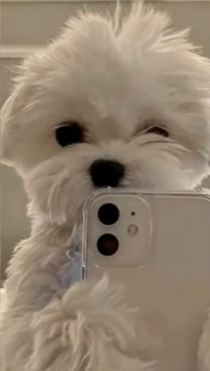 Создать мем: собака мальтезе, пёсики милые, обои на телефон мальтипу собака
