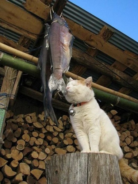 Create meme: cat fish , cat , very funny cats