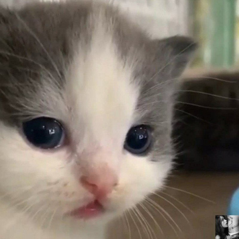 Create meme: cute cats , meme kittens are cute, sad cat 