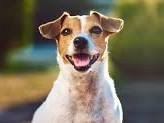 Create meme: dog Jack Russell Terrier, breed Jack Russell Terrier, breed Jack Russell