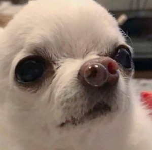 Создать мем: чихуахуа джоджо, собачка, собака с пузырьком в носу