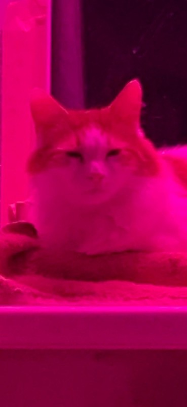 Create meme: purple cats, cat , cat 