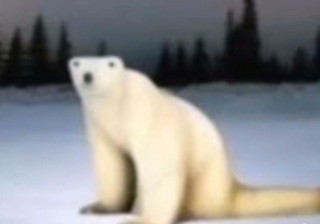 Создать мем: животные, белый медведь рассказ, арктика белый медведь