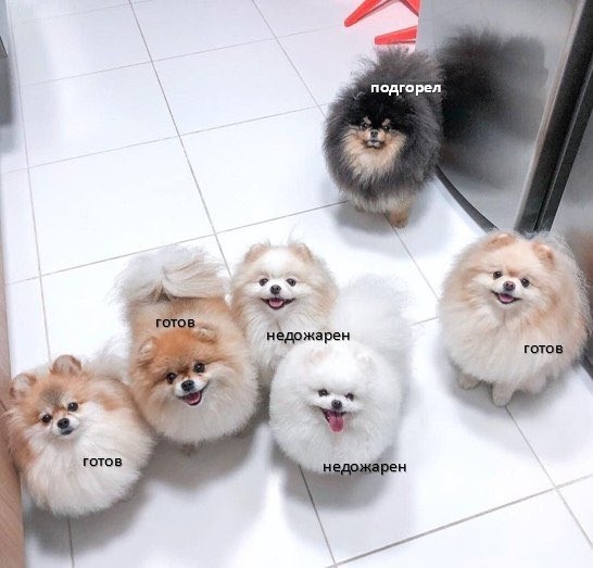 Create meme: Pomeranian , angry Pomeranian, breed Spitz