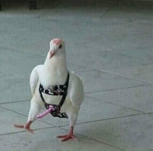 Create meme: picture a pigeon with a camera, meme pigeon, pigeon funny photo