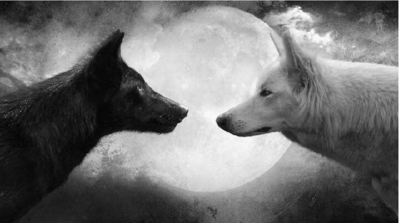 Создать мем: два волка добро и зло, чёрно белый волк, черно белый волк