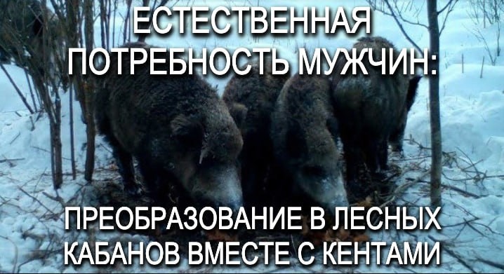 Создать мем: встреча с кабаном в лесу, медведь охота, кабан в лесу