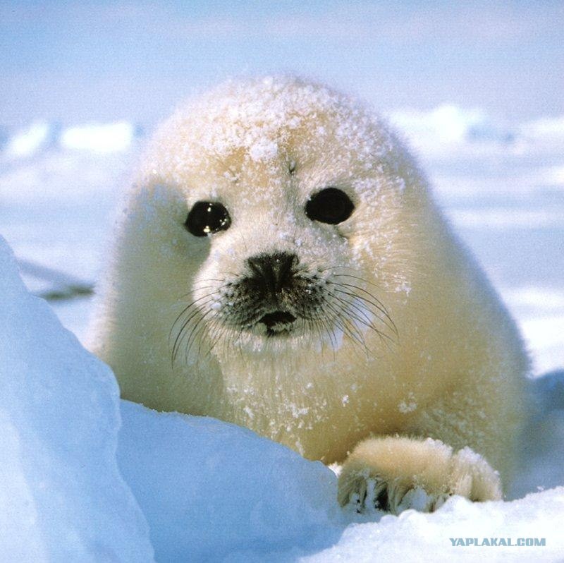 Создать мем: арктический тюлень, тюлень росса, байкальская нерпа белек