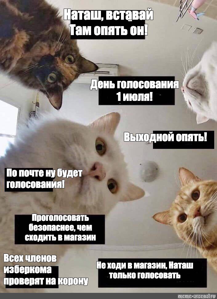 Шесть попросить. Коты мемы. Наташа вставай. Мемы с котами Наташа вставай. Мем Наташа вставай.