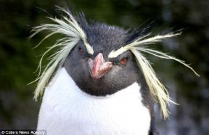 Создать мем: суровый пингвин, хохлатая, pinguin